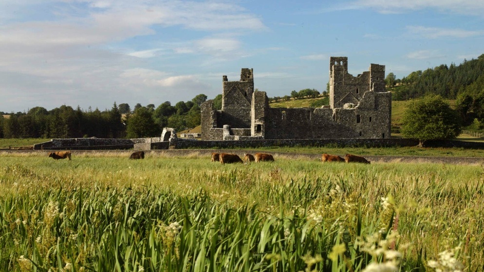 Cows grazing in a field before the medieval ruins of Fore Abbey in County Westmeath.