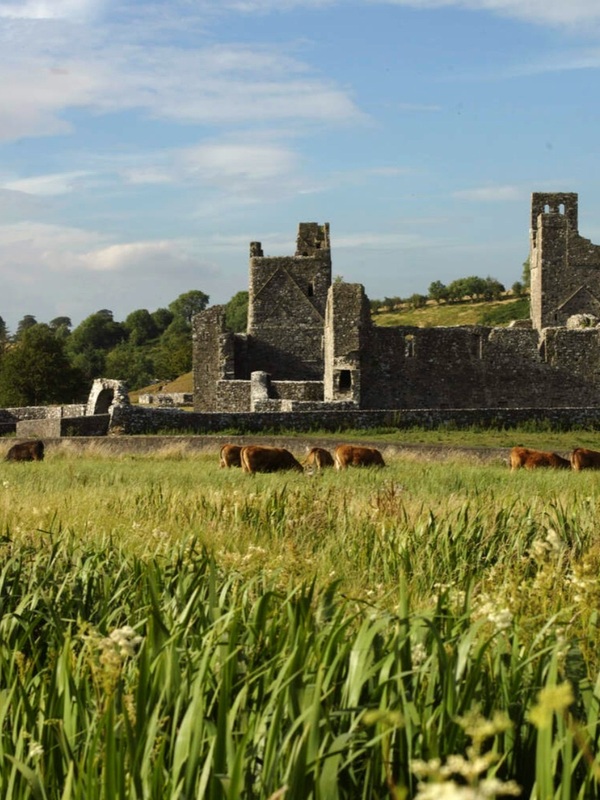 Cows grazing in a field before the medieval ruins of Fore Abbey in County Westmeath.