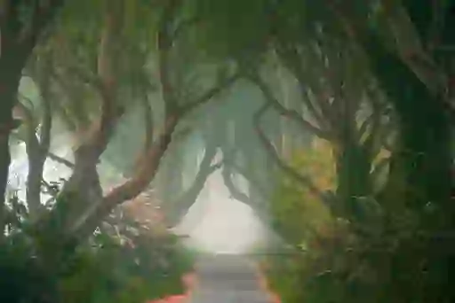The Dark Hedges in County Antrim, met een met bomen omzoomde weg die een natuurlijke tunnel vormt van kronkelige beukenbomen.