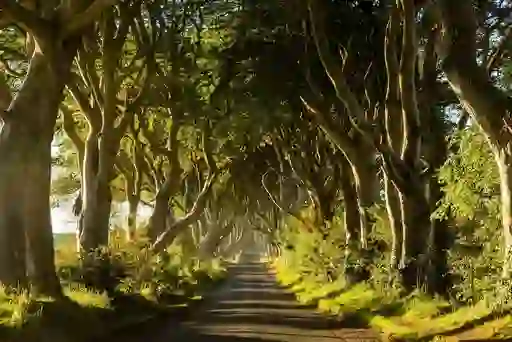 Dark Hedges