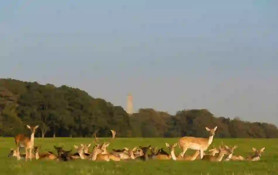 Phoenic Park deer