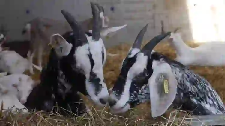 Black and white goats resting on straw at Broughgammon Farm, County Antrim.