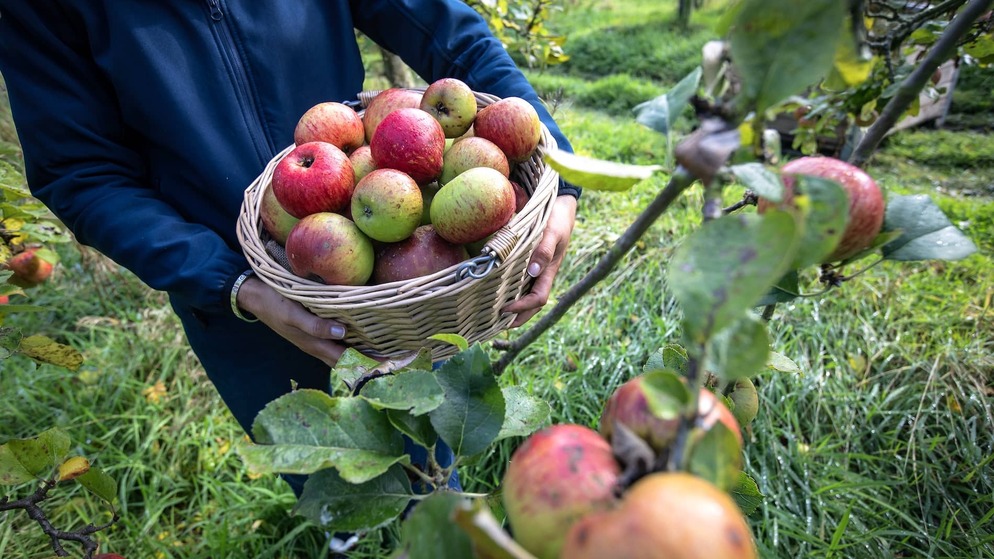 Freshly harvested apples at Ballinteggart House orchard in County Armagh.