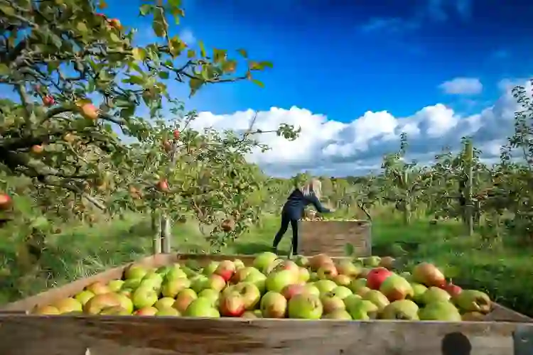 Apple picking at Ballinteggart House orchard in County Armagh, famous for its apple-growing heritage.