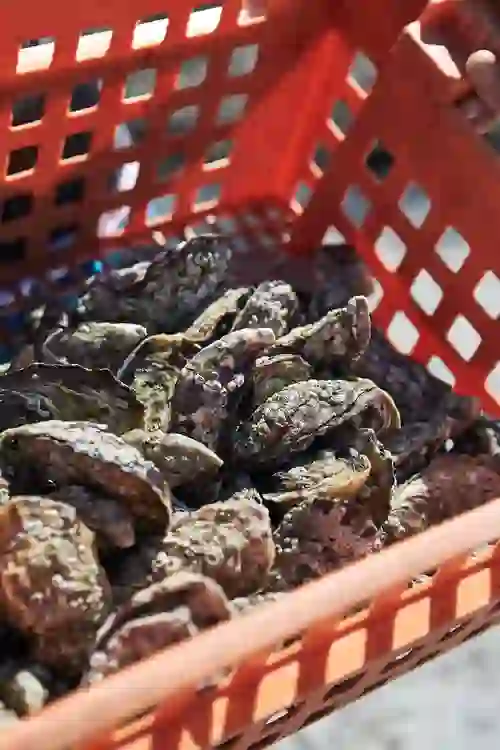 A red plastic crate filled with oysters freshly harvested from Carlingford Lough, County Louth.