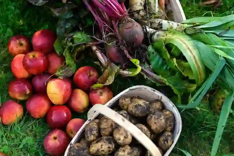 Freshly harvested apples, potatoes, beetroot and leeks displayed outdoors at Mount Congreve Gardens, County Waterford.