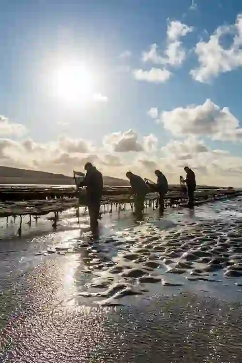 Oesterkwekers die verse oesters oogsten langs de kust van Donegal.