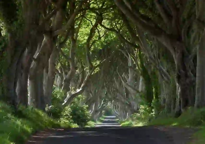 game-of-thrones-experiences-dark-hedges-antrim-1