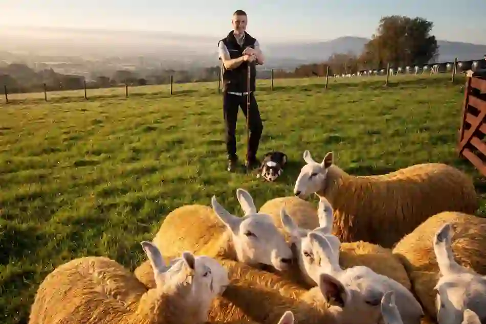 A smiling farmer stands with his dog behind a flock of sheep in golden light over rolling hills.