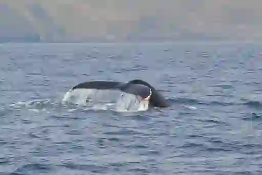 Whale watch West Cork