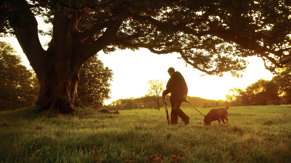 Person walking a dog beneath a large oak tree at sunset in a quiet countryside field in Ireland.