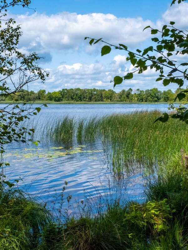 Vista panoramica sul lago incorniciata da alberi e canneti nel cuore nascosto dell'Irlanda.