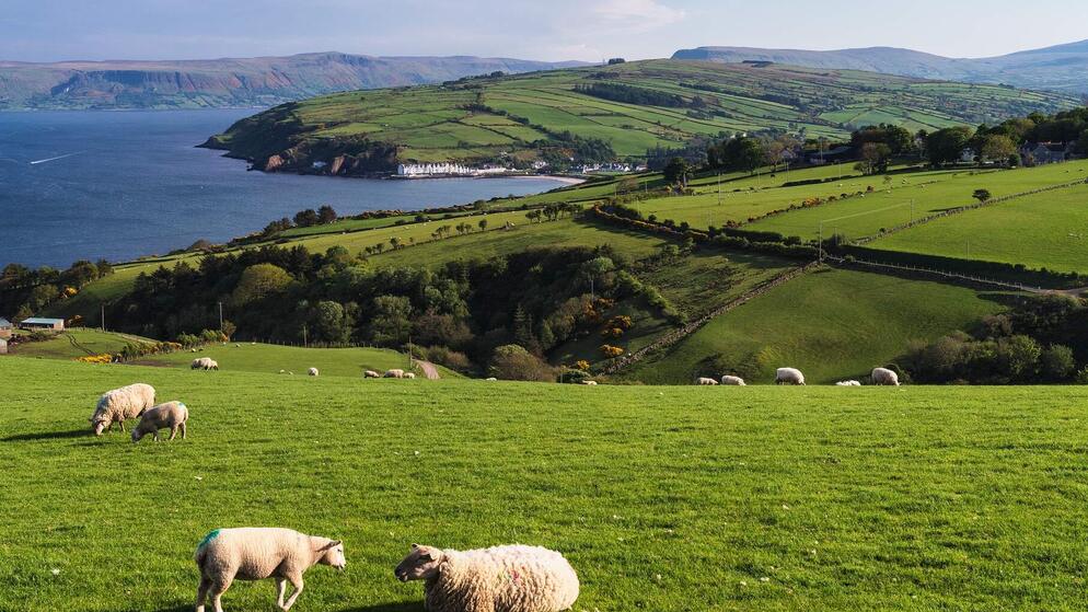 Rolling green hills with sheep overlooking the Antrim coast and Cushendun village in Northern Ireland.