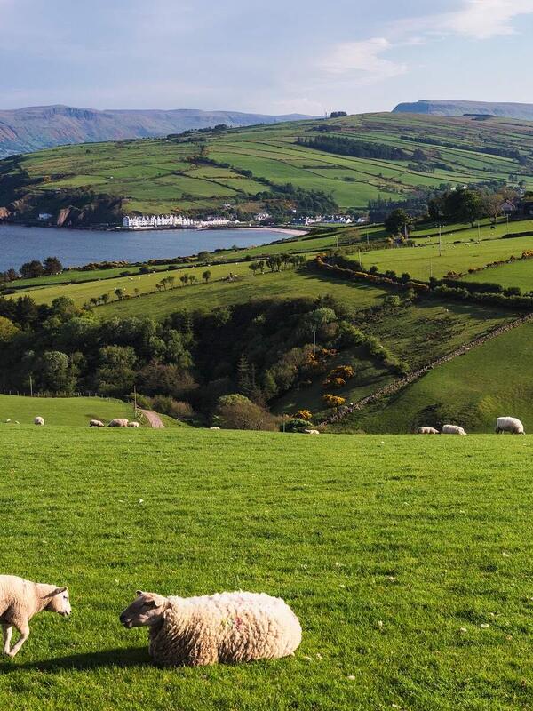 Die Wogende grüne Hügel mit Schafen mit Blick auf die Küste von Antrim und das Dorf Cushendun in Nordirland.