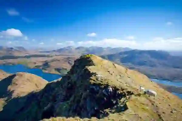 Ovejas pastando cerca de la cima del Mweelrea, con vistas al puerto de Killary y a las montañas del condado de Mayo.