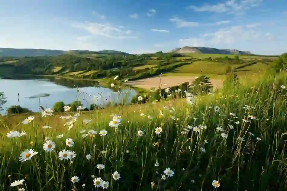 Field daisies