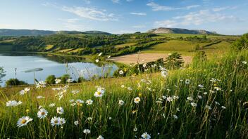 Field daisies