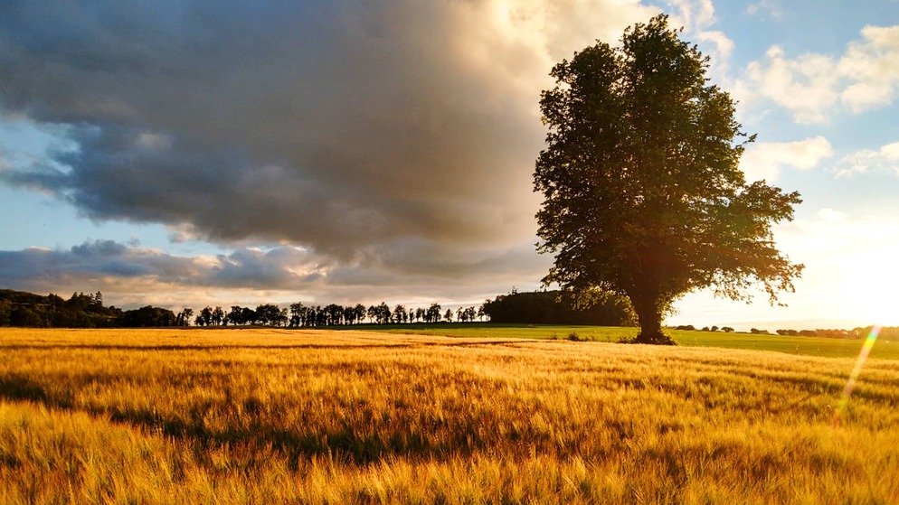 Golden field with a large tree at sunset in rural Ireland.