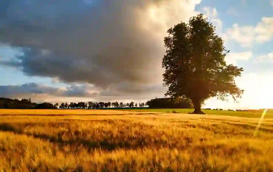 sustainablefoodexperiences-ballykilcavanbarleyfield-herov1