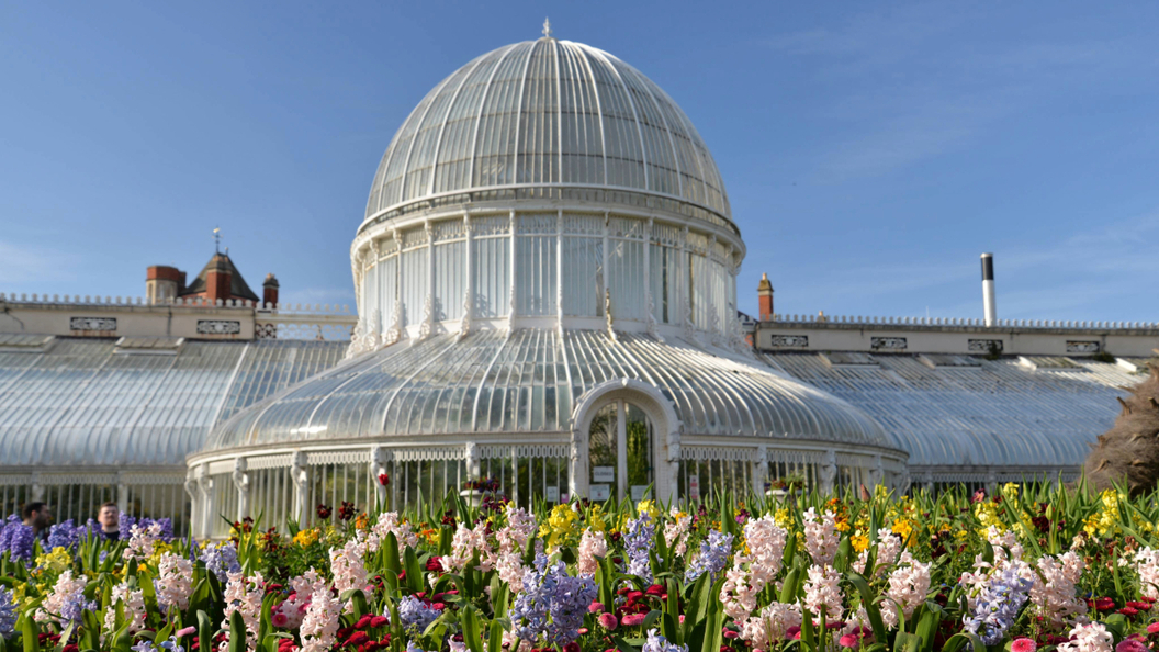 Blühende Frühlingsblumen vor dem Palmenhaus im Botanischen Garten von Belfast, unter einem klaren blauen Himmel.