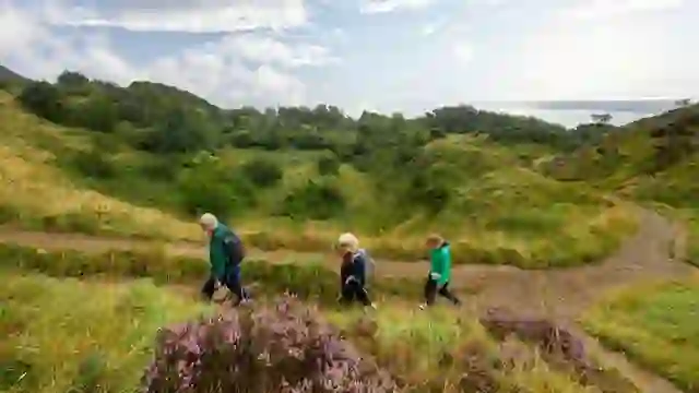 Wanderer auf einem gewundenen Pfad durch mit Heidekraut bewachsene Hügel im Cave Hill Country Park mit Blick auf den Belfast Lough.