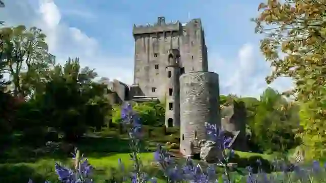Blarney Castle rises above colourful gardens with purple flowers in bloom, County Cork, surrounded by mature trees.