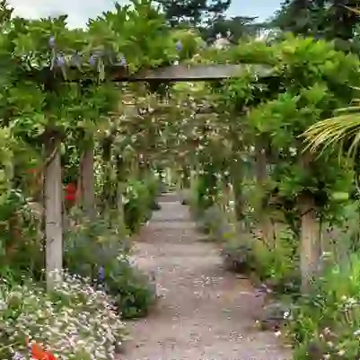 Pergola walkway draped with flowering climbing plants in the walled gardens at Blarney Castle, County Cork.