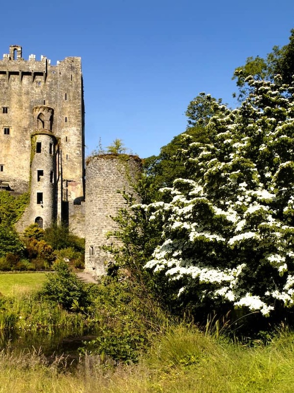 Blarney Castle in County Cork beside a white hawthorn tree in bloom on a sunny day.