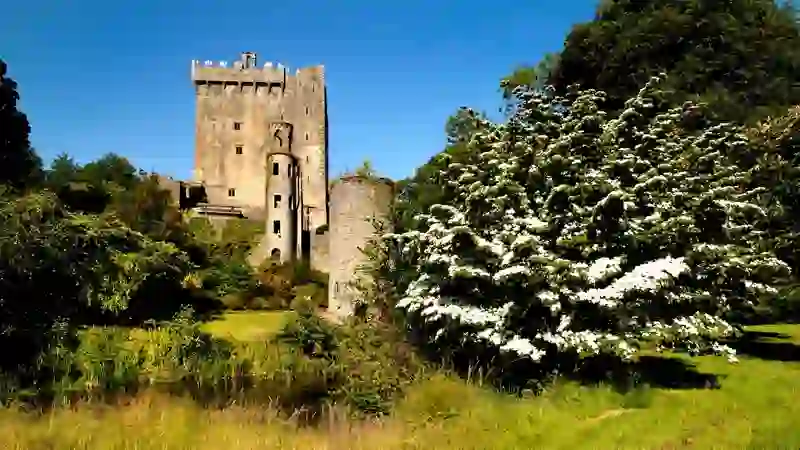 Il Blarney Castle, nella contea di Cork, accanto a un albero di biancospino in fiore in una giornata di sole.