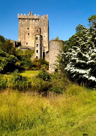 Blarney Castle in County Cork beside a white hawthorn tree in bloom on a sunny day.