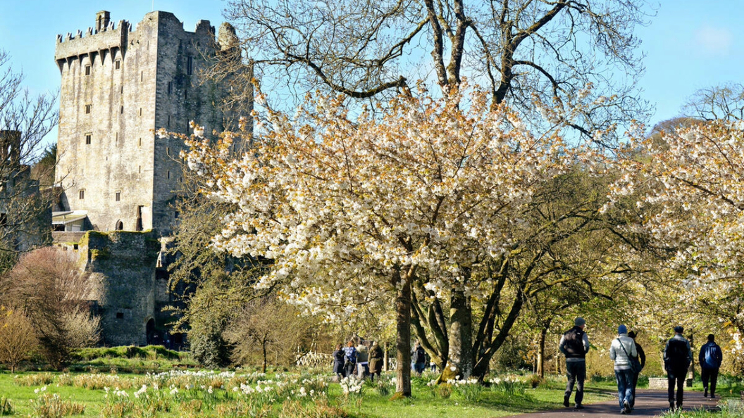 Visitors walking beneath spring blossom with Blarney Castle rising behind trees in County Cork, Ireland.