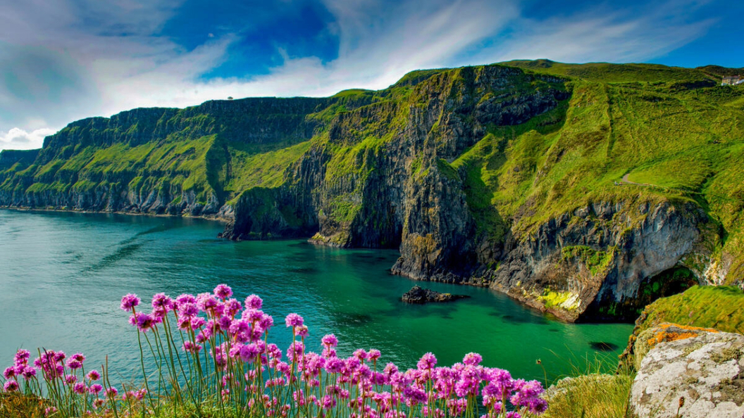 Pink sea thrift flowers overlooking green cliffs and turquoise water at Carrick-a-Rede.
