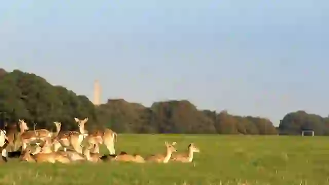 Eine Gruppe von Damhirschen, die sich im Phoenix Park in Dublin auf dem Gras ausruhen und grasen, während in der Ferne das Wellington-Denkmal zu sehen ist.