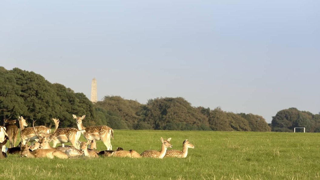Eine Gruppe von Damhirschen, die sich im Phoenix Park in Dublin auf dem Gras ausruhen und grasen, während in der Ferne das Wellington-Denkmal zu sehen ist.
