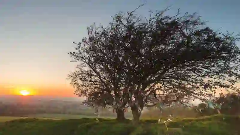 Fairy Tree on the Hill of Tara at sunrise, its branches adorned with colourful ribbons against a glowing sky.