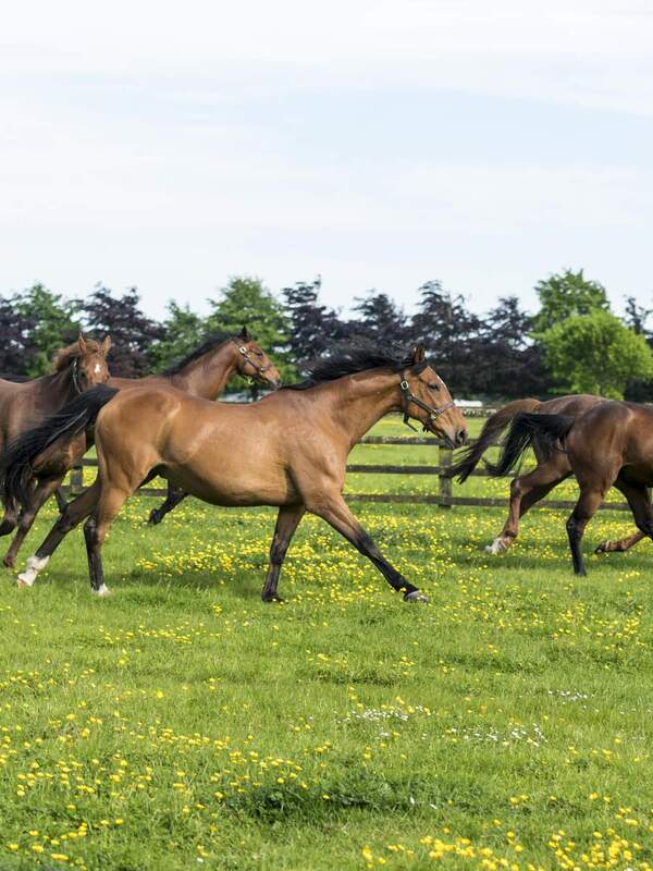 The Irish National Stud and Gardens Co Kildare Living Legendswebsize