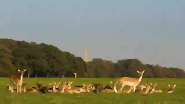 phoenix-park-deer-inset-two