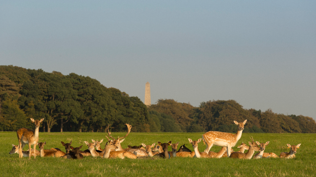 phoenix-park-deer-inset-two