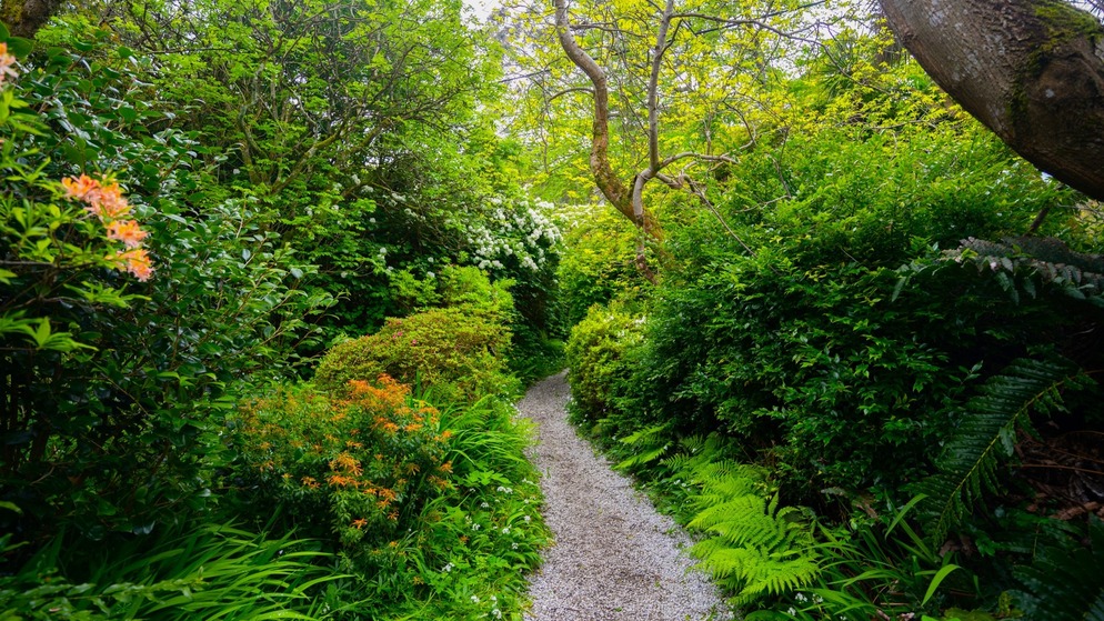 Gravel path winding through lush greenery and flowering shrubs beneath a leafy canopy at Mount Usher Gardens, County Wicklow.