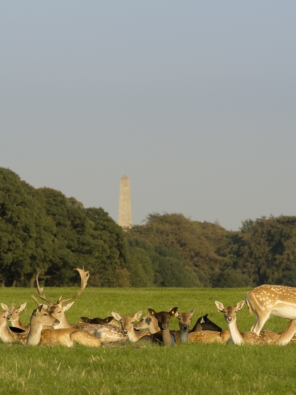Eine Damhirschherde im Phoenix Park, im Hintergrund das Wellington Monument.