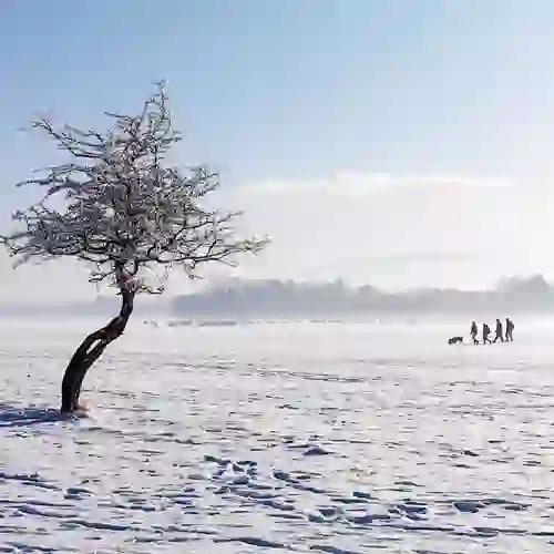 Het besneeuwde Phoenix Park in Dublin, Ierland, met wandelaars, een hond en herten in de verte.