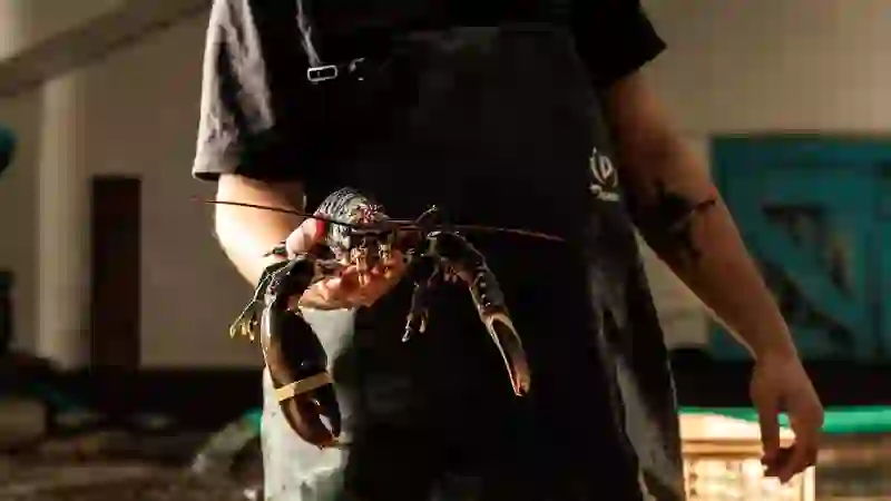 Person holding a fresh lobster at Flaggy Shore Oysters, The Burren, County Clare
