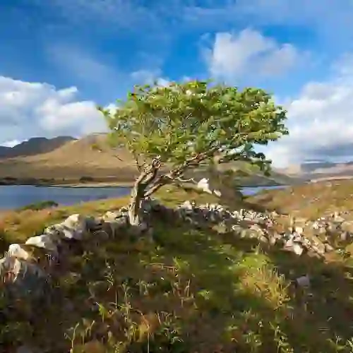 Lone tree beside a lake with mountains under a blue sky in Connemara.