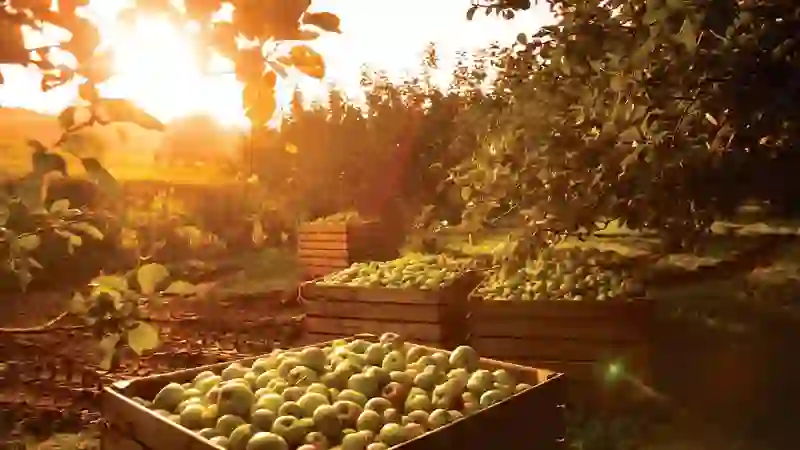Apple harvest in an Armagh orchard with crates of freshly picked apples at sunset.