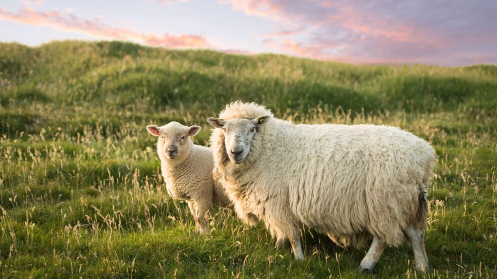 A sheep and lamb standing in long grass at golden hour on an Irish hillside, under a pastel spring sky.