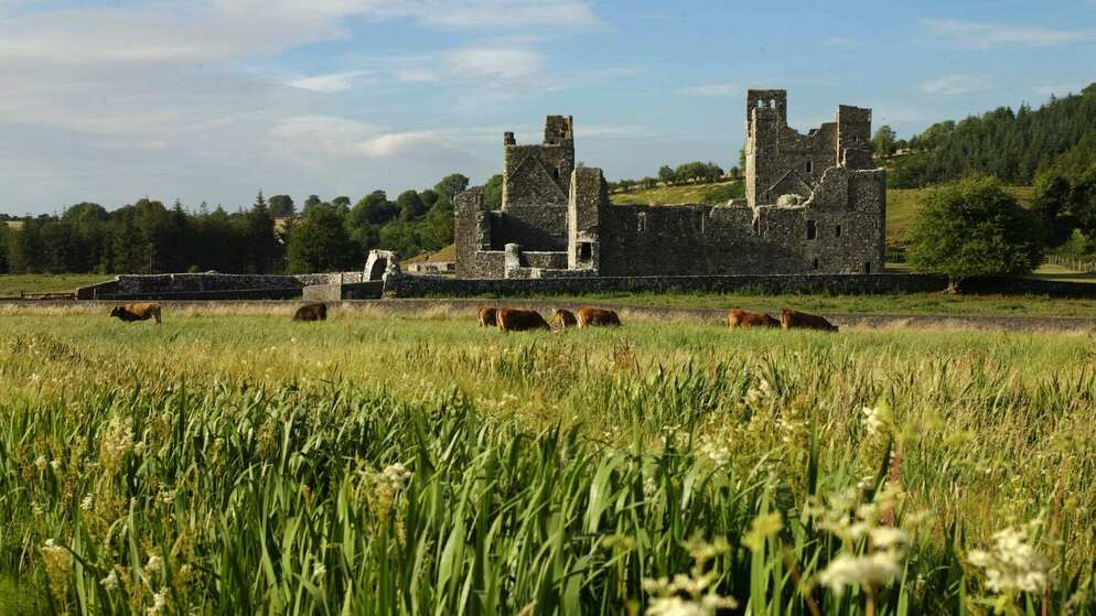 Des vaches paissant dans un champ devant les vestiges médiévaux de l'abbaye de Fore dans le comté de Westmeath.