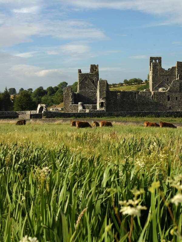 Des vaches paissant dans un champ devant les vestiges médiévaux de l'abbaye de Fore dans le comté de Westmeath.