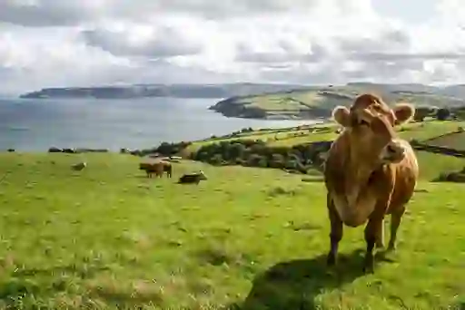 cow-wwoofing-in-ireland-inset-1