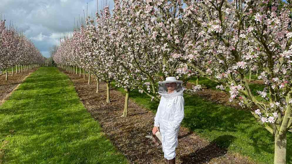 A person in a beekeeping suit stands among rows of pink-blossomed apple trees in a blooming orchard in Ireland.