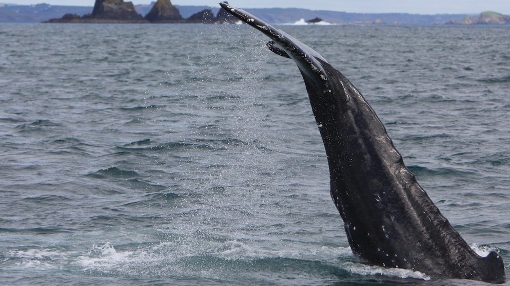 De vin van een bultrug walvis steekt uit de Atlantische Oceaan bij de Ierse kliffen tijdens een excursie voor walvis spotten.